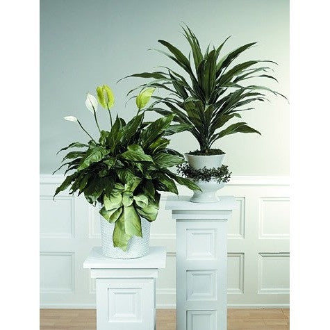Green Planter with Blooming Plants