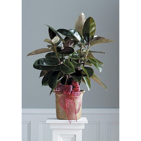 Green Planter with Blooming Plants