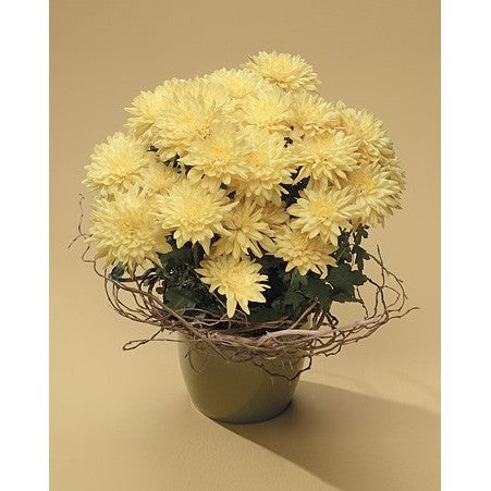 Green Planter with Blooming Plants
