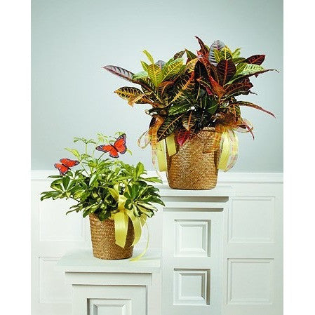 Green Planter with Blooming Plants